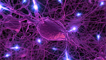Нервная система: 10 заблуждений и мифов